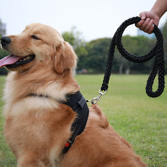 Laisse chien prise pleine main