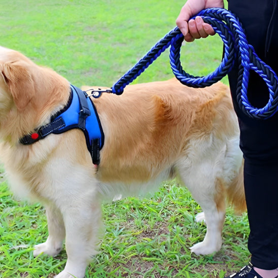 Laisse chien robuste