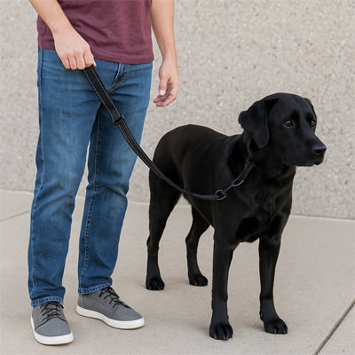 Laisse chien | Patte MaÎtrisée™