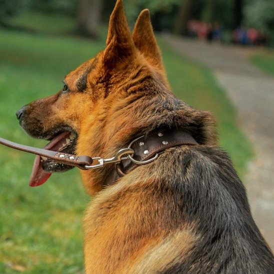 Collier chien Adapté aux grandes races