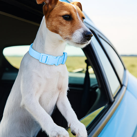 collier chien adapté