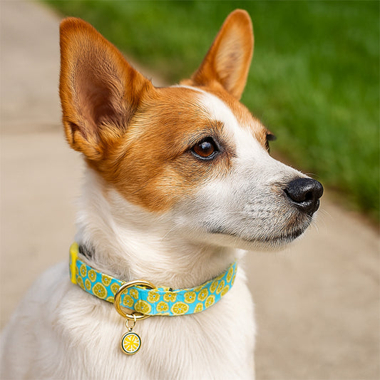 collier chien agrume