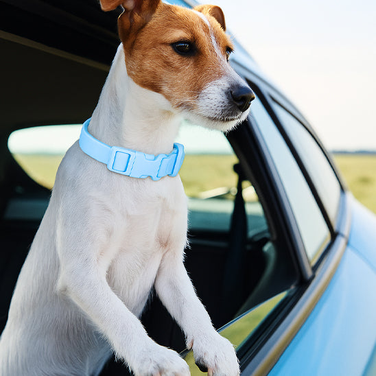 collier chien bleu couleur vive