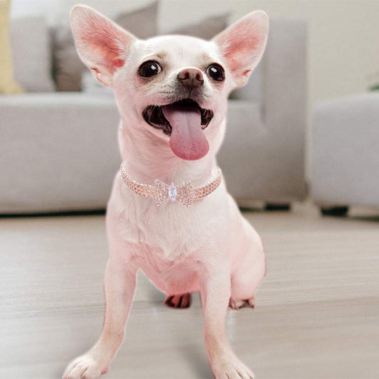 colllier chien chihuahua