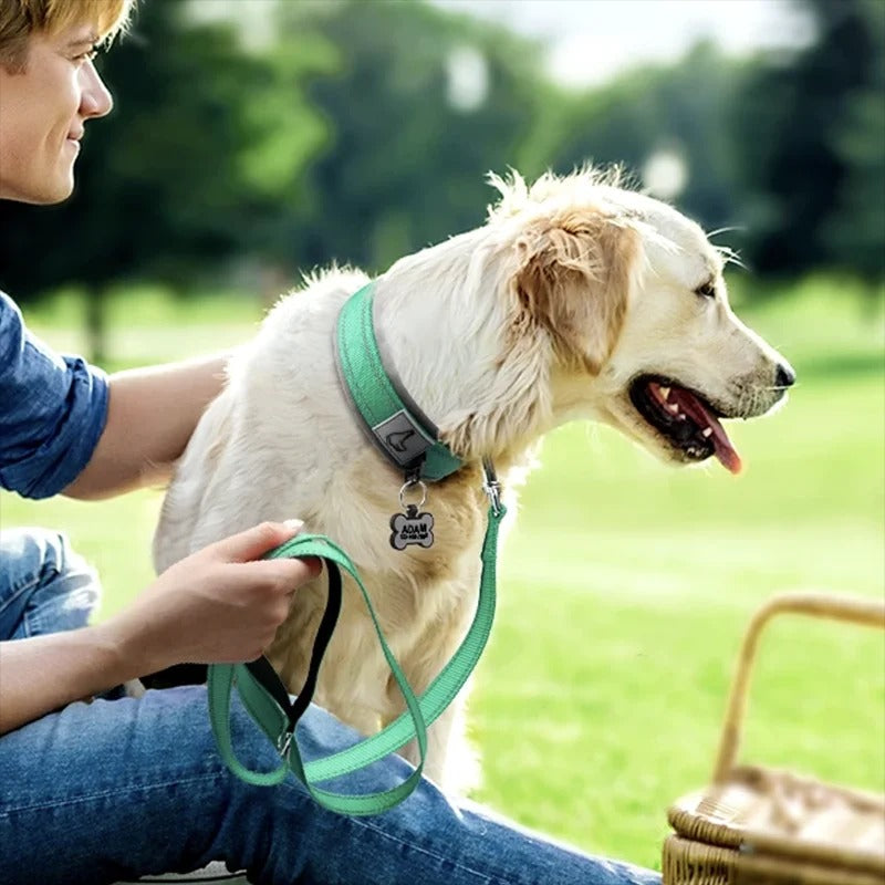 collier chien confort coussiné
