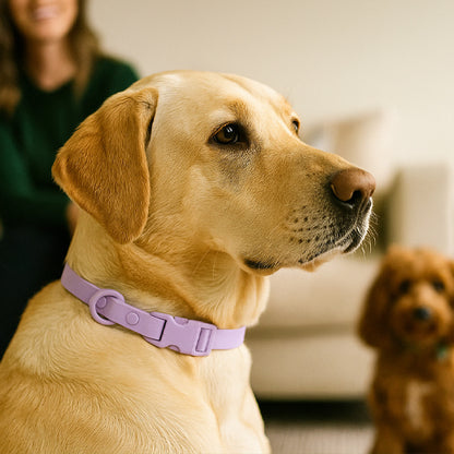 collier chien confort et style