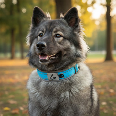 collier chien confortable résistant