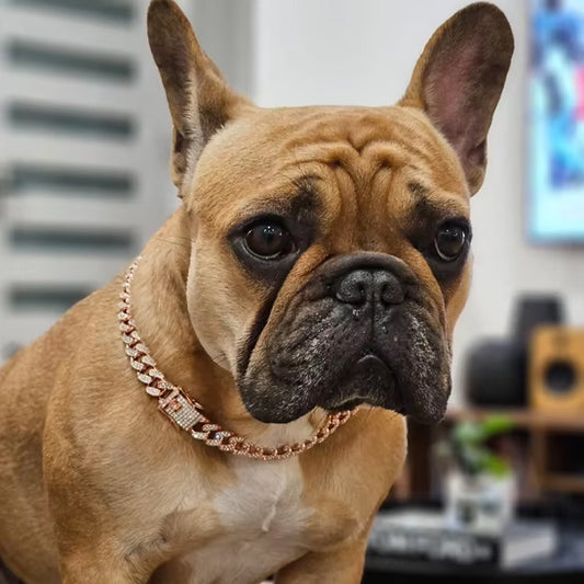 collier chien cubain