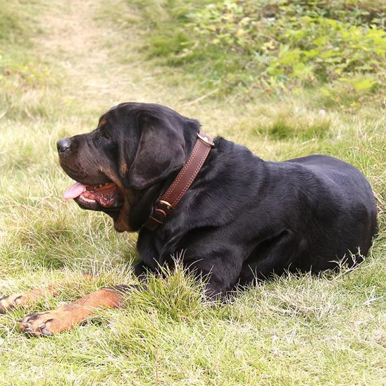 Collier chien Design classique intemporel