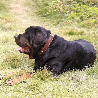 Collier chien Design classique intemporel