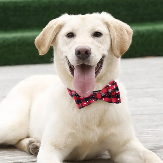 collier chien élégant