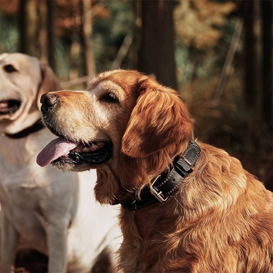 Collier chien Finitions cousues contrastées