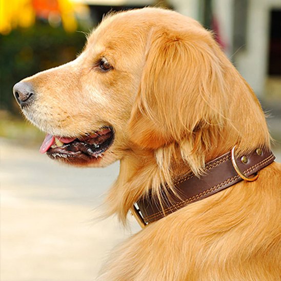 Collier chien Matériau en cuir véritable