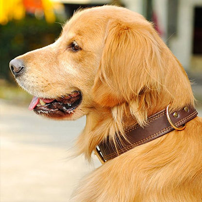 Collier chien Matériau en cuir véritable
