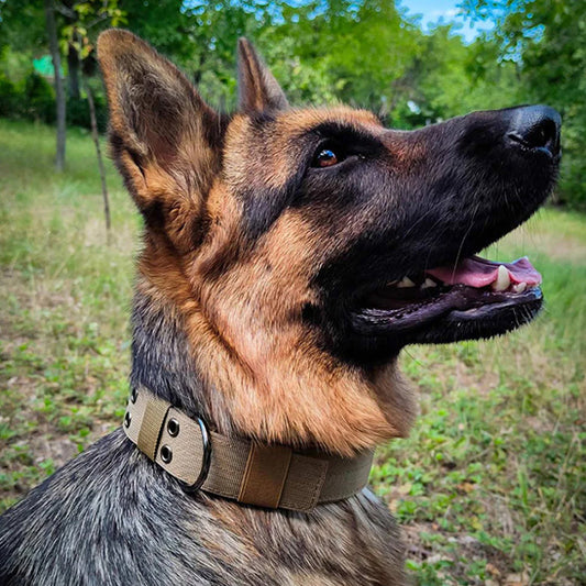 collier chien obéissant