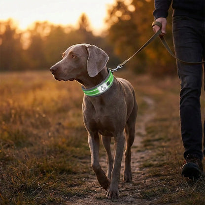 collier chien sécuritaire réfléchissant
