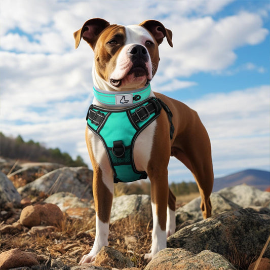 collier chien traction
