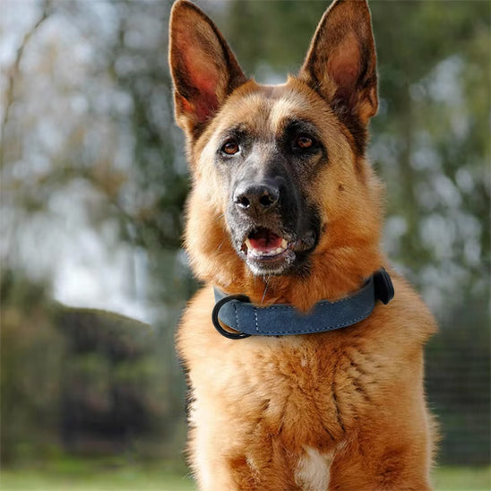 collier cuir pour chien robuste durable