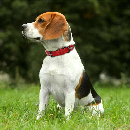 colllier cuir pour chien sécuritaire
