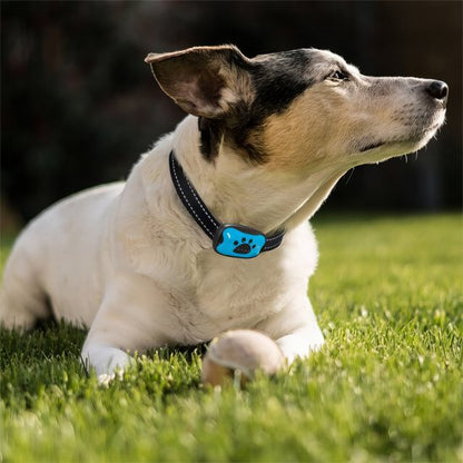 Collier de dressage pour Chien Finition résistante