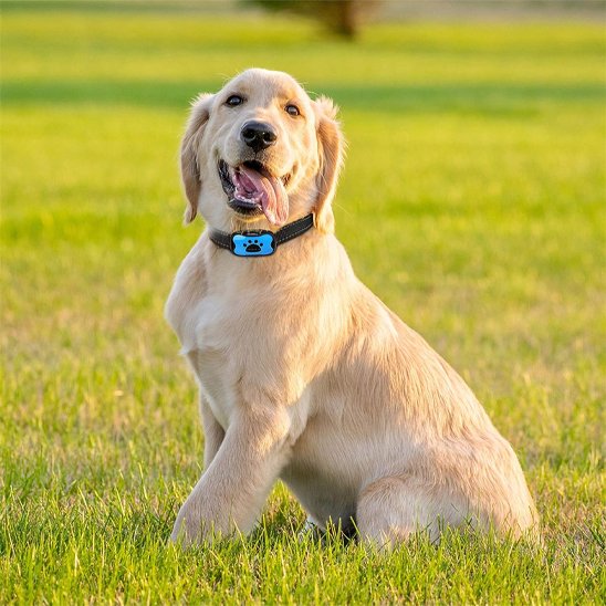 Collier de dressage pour Chien Fixation sur collier standard