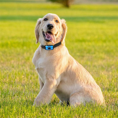 Collier de dressage pour Chien Fixation sur collier standard