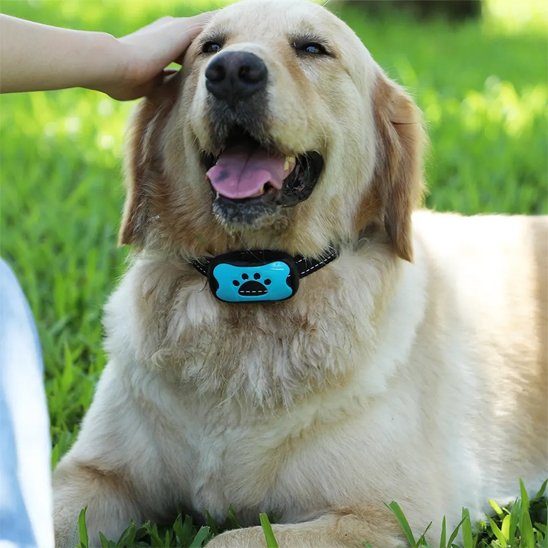 Collier de dressage pour Chien Technologie sans fil