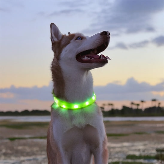 Collier Lumineux chien-ViziPatte | Pattes Museau & Cie™