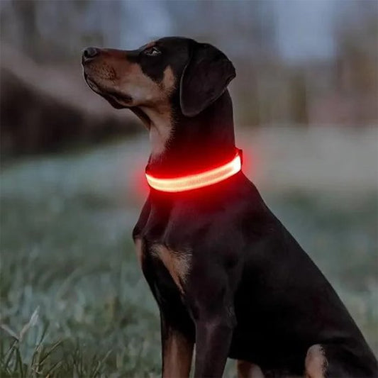 Collier lumineux chien nylon résistant