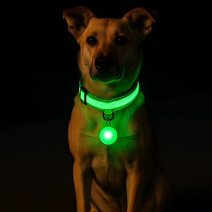 Collier lumineux chien pendentif assortie