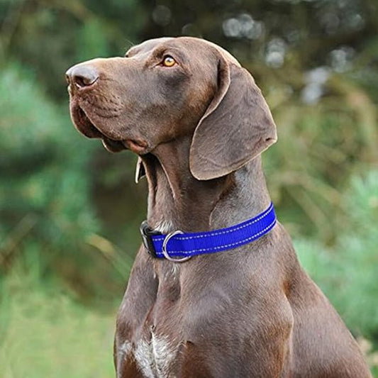 collier pour chien confortable sans héritation