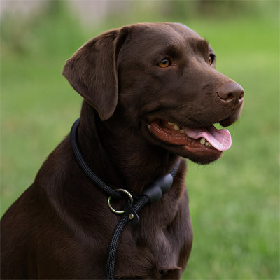 collier pour chien contrôle