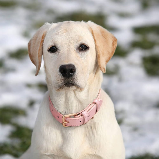 Collier pour chien en cuir | Simili Patte™