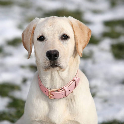 Collier pour chien en cuir | Simili Patte™
