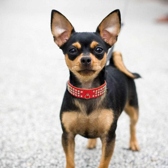 collier pour chien en cuir élégant et doux