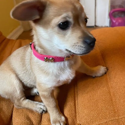 collier pour chien en cuir esthétique