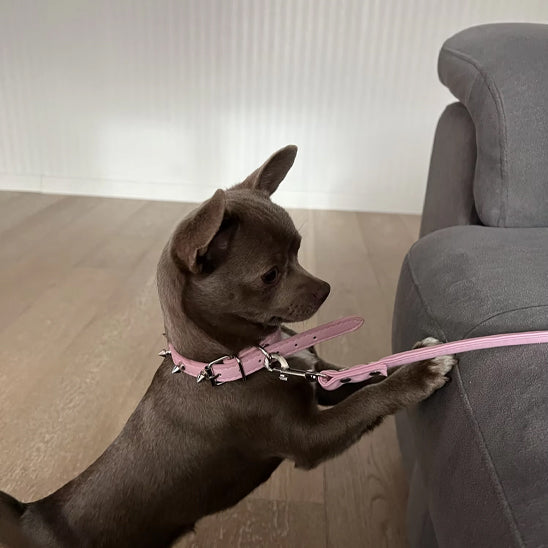 collier pour chien en cuir proportionnel à l'animal