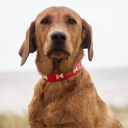 collier pour chien en cuir résistant baignade