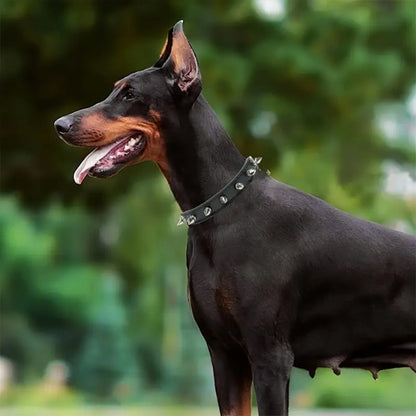 collier pour chien en cuir robuste élégant