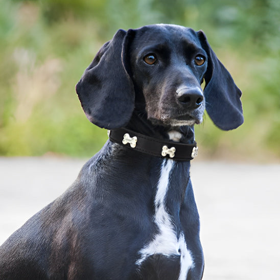 collier pour chien en cuir sécurité durabilité
