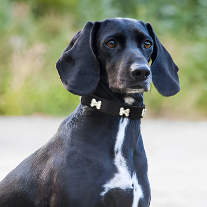 collier pour chien en cuir sécurité durabilité