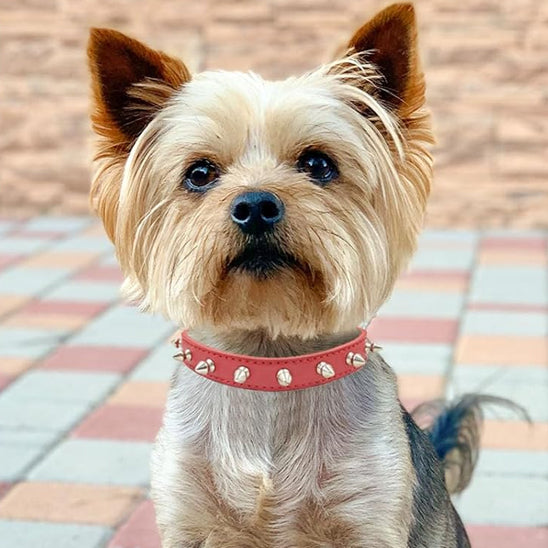 collier pour chien en cuir sécurité et style