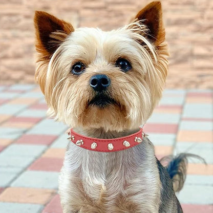 collier pour chien en cuir sécurité et style