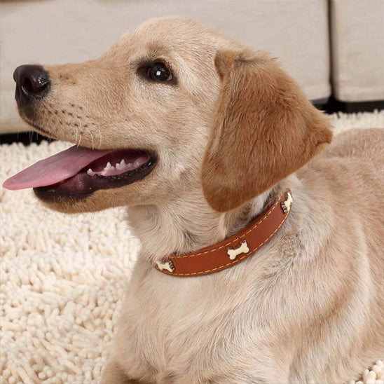 collier pour chien en cuir souple confortable