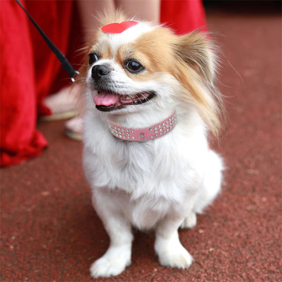 collier pour chien en cuir style confort