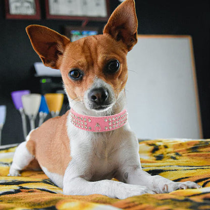 collier pour chien en cuir suède strass