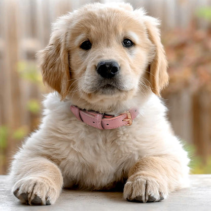 Collier pour chien en cuir | Simili Patte™