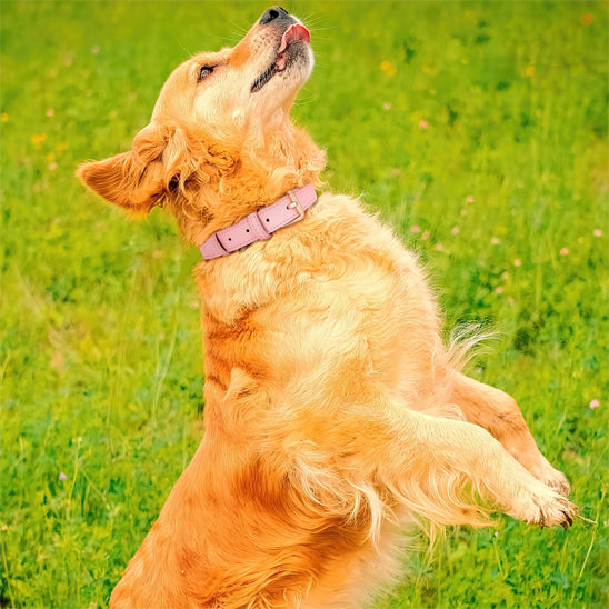 Collier pour chien en cuir | Simili Patte™