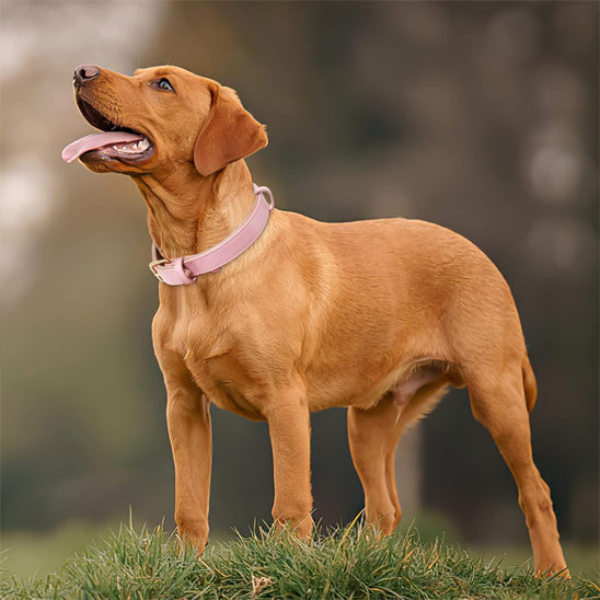 Collier pour chien en cuir | Simili Patte™