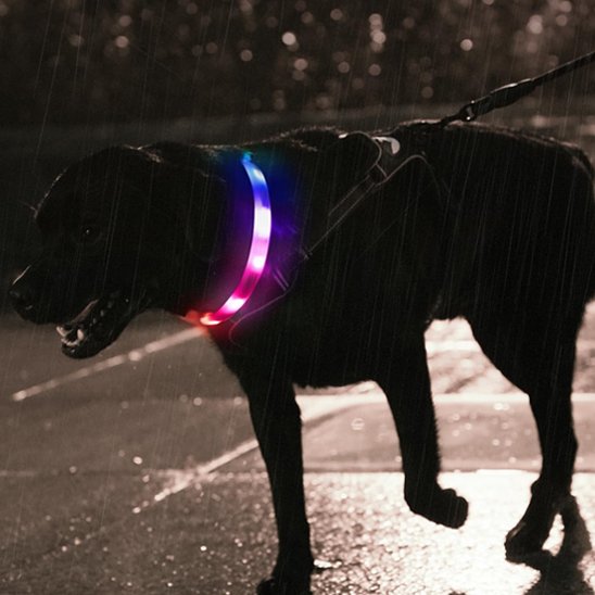 Collier pour chien Léger et confortable